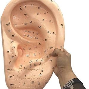 Ear Acupuncture Model - Human Giant Ear Acupuncture Model - HD Lettering Chinese Medicine Ear Model - for Human Acupoint Pressure Point And...
