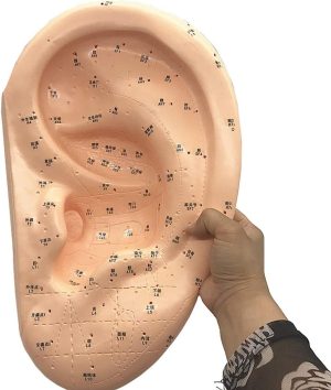 Samnuerly Ear Acupuncture Model - Human Giant Ear Acupuncture Model - HD Lettering Chinese Medicine Ear Model - for Human Acupoint Pressure