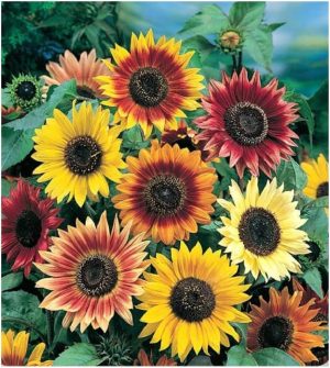 PREMIER SEEDS DIRECT Sunflower - Autumn Beauty - 160 Finest Seeds